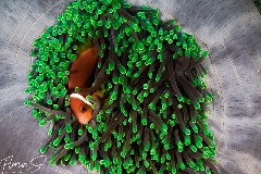    Mareste fotografia 

WeDive - Maldive 2021