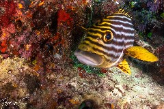    Mareste fotografia 

WeDive - Maldive 2021