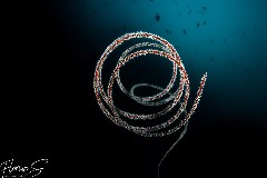    Mareste fotografia 

WeDive - Maldive 2021