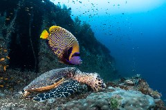    Mareste fotografia 

WeDive - Maldive 2021