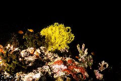    Mareste fotografia 

WeDive - Maldive 2021