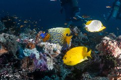    Mareste fotografia 

WeDive - Maldive 2021