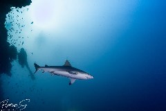    Mareste fotografia 

WeDive - Maldive 2021