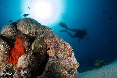    Mareste fotografia 

WeDive - Maldive 2021