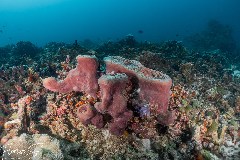    Mareste fotografia 

WeDive - Maldive 2021