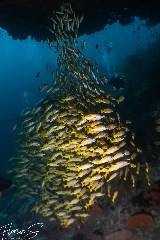    Mareste fotografia 

WeDive - Maldive 2021