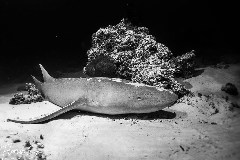    Mareste fotografia 

WeDive - Maldive 2021