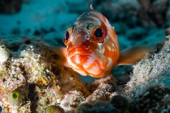    Mareste fotografia 

WeDive - Maldive 2021