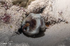    Mareste fotografia 

WeDive - Maldive 2021