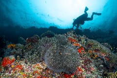    Mareste fotografia 

WeDive - Maldive 2021