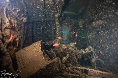    Mareste fotografia 

WeDive - Maldive 2021