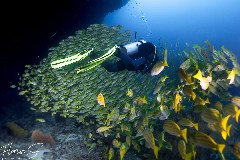    Mareste fotografia 

WeDive - Maldive 2021