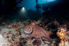    Mareste fotografia 

WeDive - Maldive 2021