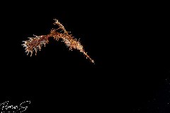    Mareste fotografia 

WeDive - Maldive 2021