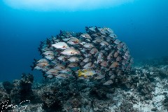    Mareste fotografia 

WeDive - Maldive 2021