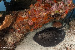    Mareste fotografia 

WeDive - Maldive 2021