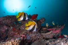    Mareste fotografia 

WeDive - Maldive 2021