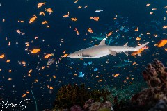    Mareste fotografia 

WeDive - Maldive 2021