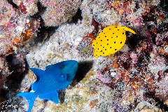    Mareste fotografia 

WeDive - Maldive 2021