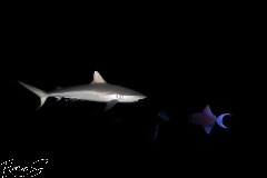    Mareste fotografia 

WeDive - Maldive 2021