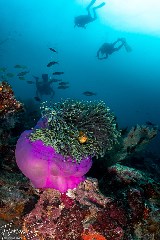    Mareste fotografia 

WeDive - Maldive 2021