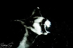    Mareste fotografia 

WeDive - Maldive 2021