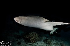    Mareste fotografia 

WeDive - Maldive 2021