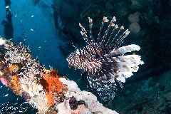    Mareste fotografia 

WeDive - Maldive 2021