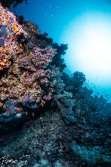    Mareste fotografia 

WeDive - Maldive 2021