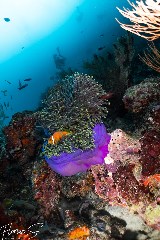    Mareste fotografia 

WeDive - Maldive 2021