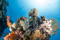    Mareste fotografia 

WeDive - Maldive 2021