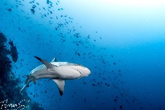    Mareste fotografia 

WeDive - Maldive 2021