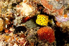    Mareste fotografia 

WeDive - Maldive 2021