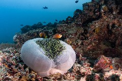    Mareste fotografia 

WeDive - Maldive 2021