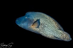    Mareste fotografia 

WeDive - Maldive 2021