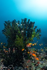    Mareste fotografia 

WeDive - Maldive 2021