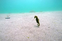    Mareste fotografia 

WeDive - MareaNeagra