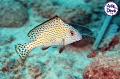    Mareste fotografia 

WeDive - RajaAmpat 2020