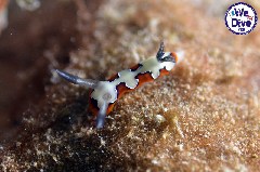    Mareste fotografia 

WeDive - RajaAmpat 2020