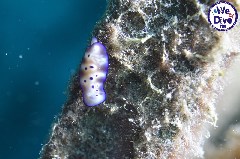    Mareste fotografia 

WeDive - RajaAmpat 2020