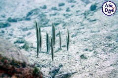    Mareste fotografia 

WeDive - RajaAmpat 2020