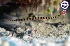    Mareste fotografia 

WeDive - RajaAmpat 2020