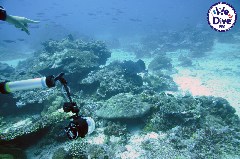    Mareste fotografia 

WeDive - RajaAmpat 2020