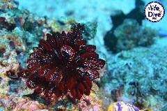    Mareste fotografia 

WeDive - RajaAmpat 2020