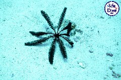    Mareste fotografia 

WeDive - RajaAmpat 2020