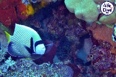    Mareste fotografia 

WeDive - RajaAmpat 2020