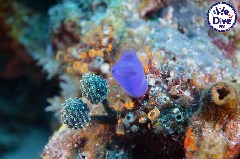    Mareste fotografia 

WeDive - RajaAmpat 2020