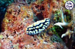    Mareste fotografia 

WeDive - RajaAmpat 2020