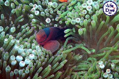    Mareste fotografia 

WeDive - RajaAmpat 2020