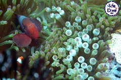    Mareste fotografia 

WeDive - RajaAmpat 2020